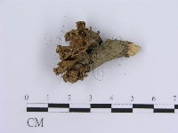 登錄號:F0015666藏品圖，第3張