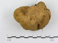 登錄號:F0015667藏品圖，第1張