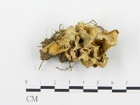 登錄號:F0015668藏品圖，第1張
