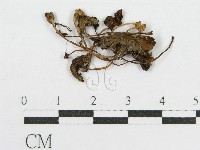 登錄號:F0015669藏品圖，第1張