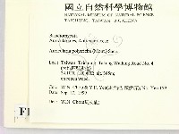 毛木耳藏品圖，第2張