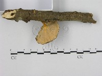 相鄰小孔菌藏品圖，第3張