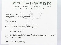 多孔菌屬藏品圖，第2張