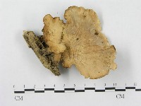 多孔菌屬藏品圖，第3張