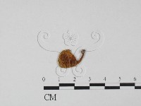 登錄號:F0015675藏品圖，第1張