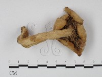 登錄號:F0015677藏品圖，第3張