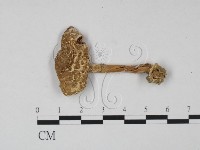 登錄號:F0015678藏品圖，第1張