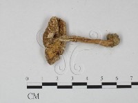登錄號:F0015678藏品圖，第3張