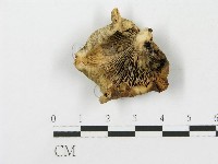 登錄號:F0015679藏品圖，第1張