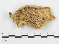 登錄號:F0015680藏品圖，第1張