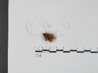 銀耳屬藏品圖，第1張