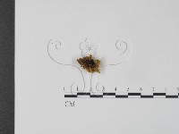 銀耳屬藏品圖，第3張