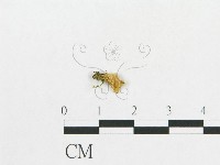 登錄號:F0015682藏品圖，第1張