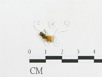 登錄號:F0015682藏品圖，第3張
