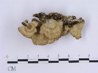 登錄號:F0015683藏品圖，第1張