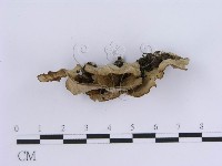 登錄號:F0015683藏品圖，第3張
