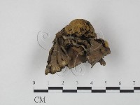 革菌屬藏品圖，第1張