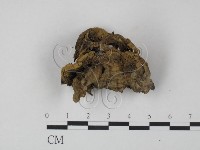 革菌屬藏品圖，第3張