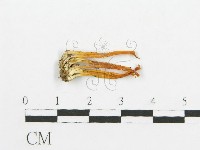 登錄號:F0015686藏品圖，第1張