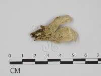 附毛菌屬藏品圖，第3張