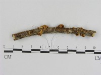 登錄號:F0015689藏品圖，第1張