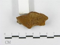木層孔菌屬藏品圖，第4張