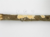 登錄號:F0015692藏品圖，第7張