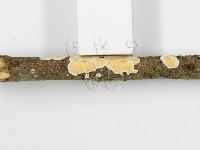 登錄號:F0015692藏品圖，第9張