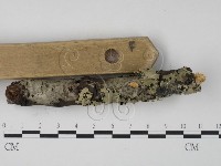 栓菌屬藏品圖，第3張