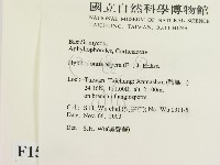 絲齒菌屬藏品圖，第2張