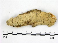 顯絲菌屬藏品圖，第1張