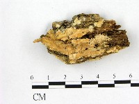 顯絲菌屬藏品圖，第1張