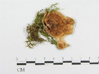 登錄號:F0015707藏品圖，第1張