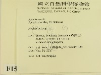 絲齒菌屬藏品圖，第2張