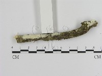 絲齒菌屬藏品圖，第1張