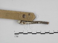 絲齒菌屬藏品圖，第3張