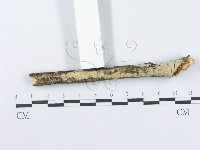 登錄號:F0015710藏品圖，第3張