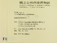 傑克菌屬藏品圖，第2張