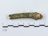 射脈菌屬藏品圖，第3張