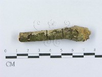 射脈菌屬藏品圖，第4張