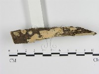 絲皮菌屬藏品圖，第1張