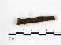 登錄號:F0015721藏品圖，第1張