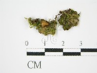 登錄號:F0015723藏品圖，第1張