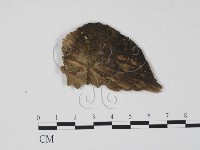 登錄號:F0015729藏品圖，第1張