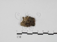 登錄號:F0015730藏品圖，第3張