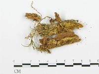 登錄號:F0015735藏品圖，第1張