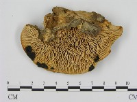 登錄號:F0015741藏品圖，第3張