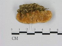 登錄號:F0015745藏品圖，第1張