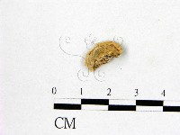 登錄號:F0015746藏品圖，第3張