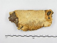 登錄號:F0015750藏品圖，第1張